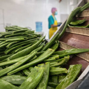 Proveedor Materia Prima Sábila Colombia