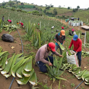 Calidad de Sabila o Aloe Vera Colombiano
